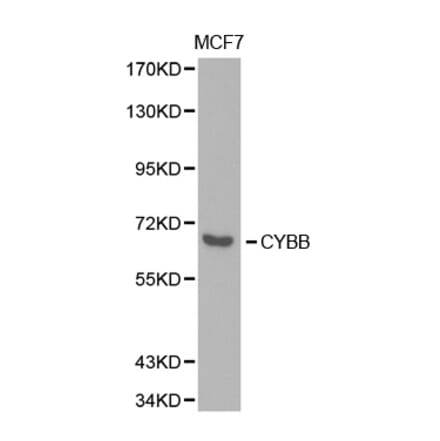 Western blot - CYBB Antibody from Signalway Antibody (32357) - Antibodies.com