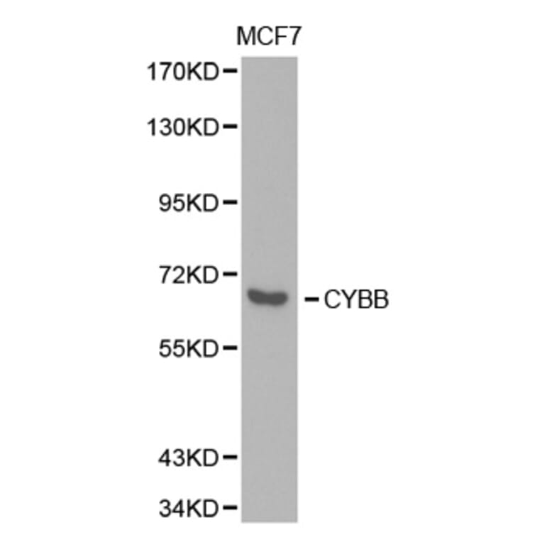 Western blot - CYBB Antibody from Signalway Antibody (32357) - Antibodies.com