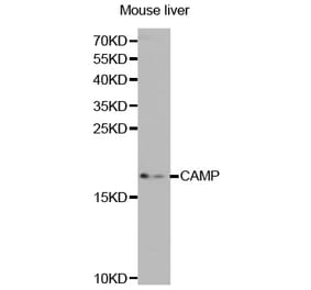 Western blot - CAMP Antibody from Signalway Antibody (32360) - Antibodies.com