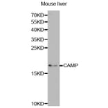 Western blot - CAMP Antibody from Signalway Antibody (32360) - Antibodies.com
