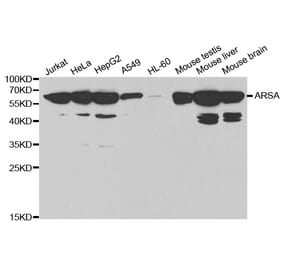 Western blot - ARSA Antibody from Signalway Antibody (32407) - Antibodies.com