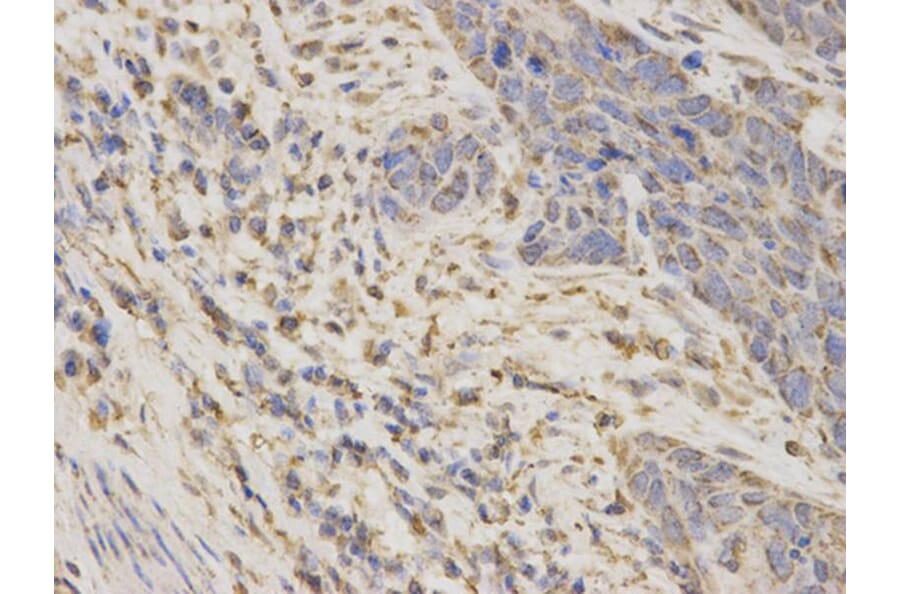 Immunohistochemistry - ARSA Antibody from Signalway Antibody (32407) - Antibodies.com