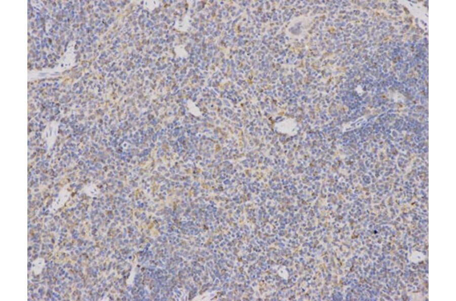 Immunohistochemistry - ARSA Antibody from Signalway Antibody (32407) - Antibodies.com