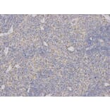 Immunohistochemistry - ARSA Antibody from Signalway Antibody (32407) - Antibodies.com