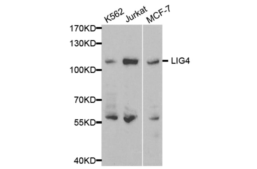 Western blot - LIG4 Antibody from Signalway Antibody (32411) - Antibodies.com