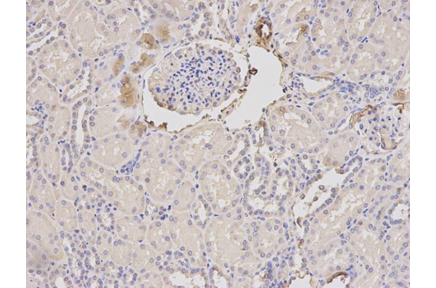 Immunohistochemistry - ORM1 Antibody from Signalway Antibody (32439) - Antibodies.com