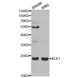 Western blot - KLK1 Antibody from Signalway Antibody (32443) - Antibodies.com