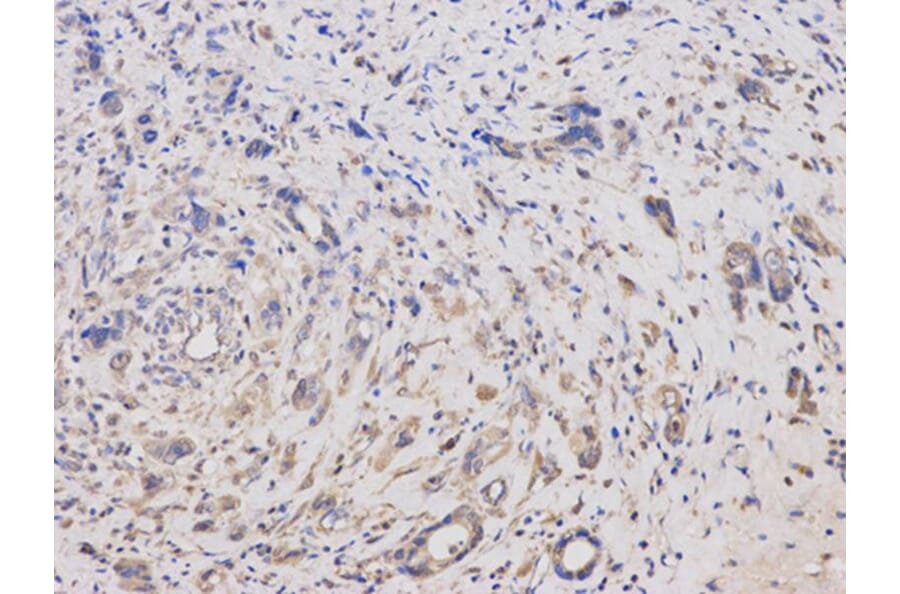 Immunohistochemistry - KLK1 Antibody from Signalway Antibody (32443) - Antibodies.com