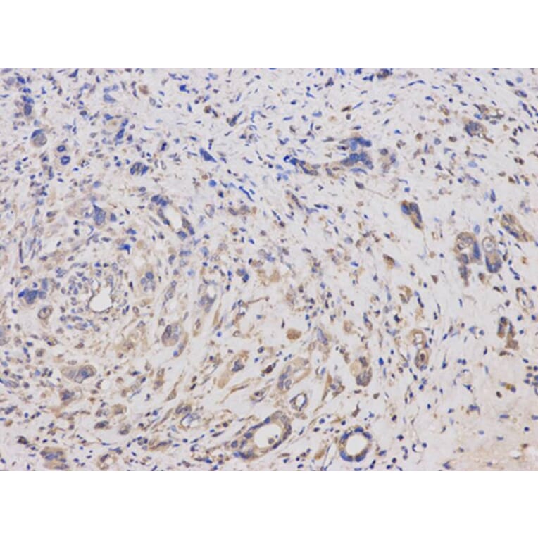 Immunohistochemistry - KLK1 Antibody from Signalway Antibody (32443) - Antibodies.com