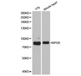Western blot - RPGR Antibody from Signalway Antibody (32465) - Antibodies.com