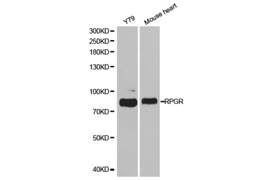 Western blot - RPGR Antibody from Signalway Antibody (32465) - Antibodies.com