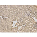 Immunohistochemistry - RPGR Antibody from Signalway Antibody (32465) - Antibodies.com