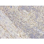 Immunohistochemistry - OPTN Antibody from Signalway Antibody (32466) - Antibodies.com