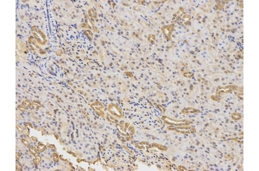 Immunohistochemistry - OPTN Antibody from Signalway Antibody (32466) - Antibodies.com