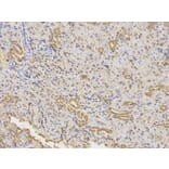 Immunohistochemistry - OPTN Antibody from Signalway Antibody (32466) - Antibodies.com