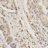 Immunohistochemistry - GLB1 Antibody from Signalway Antibody (32478) - Antibodies.com