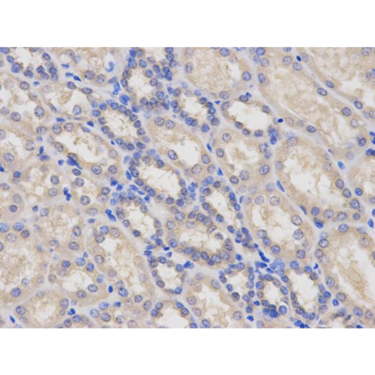 Immunohistochemistry - LY96 Antibody from Signalway Antibody (32480) - Antibodies.com