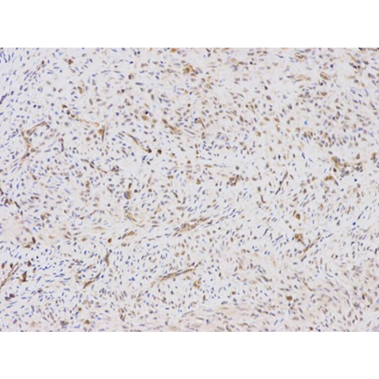 Immunohistochemistry - LY96 Antibody from Signalway Antibody (32480) - Antibodies.com