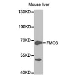 Western blot - FMO3 Antibody from Signalway Antibody (32491) - Antibodies.com