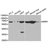 Western blot - MSR1 Antibody from Signalway Antibody (32500) - Antibodies.com