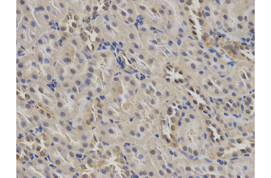 Immunohistochemistry - MSR1 Antibody from Signalway Antibody (32500) - Antibodies.com