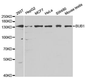 Western blot - BUB1 Antibody from Signalway Antibody (32503) - Antibodies.com