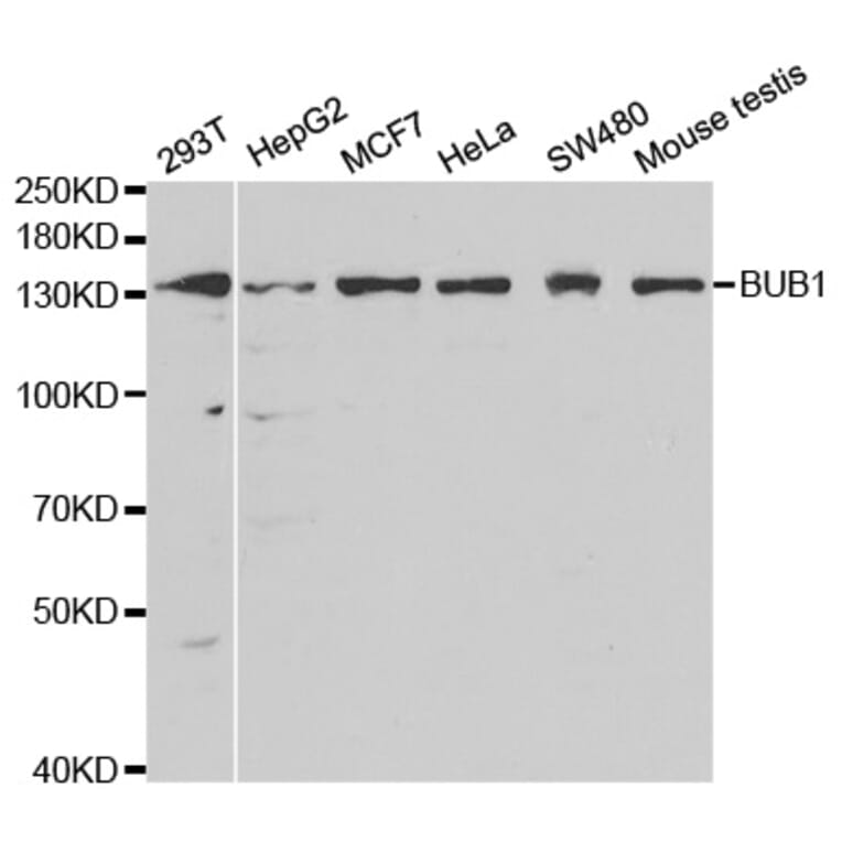 Western blot - BUB1 Antibody from Signalway Antibody (32503) - Antibodies.com