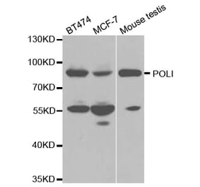 Western blot - POLI Antibody from Signalway Antibody (32510) - Antibodies.com