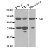 Western blot - POLI Antibody from Signalway Antibody (32510) - Antibodies.com