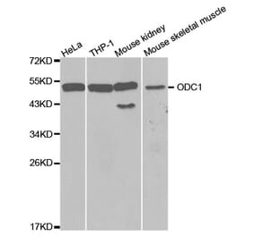 Western blot - ODC1 Antibody from Signalway Antibody (32515) - Antibodies.com