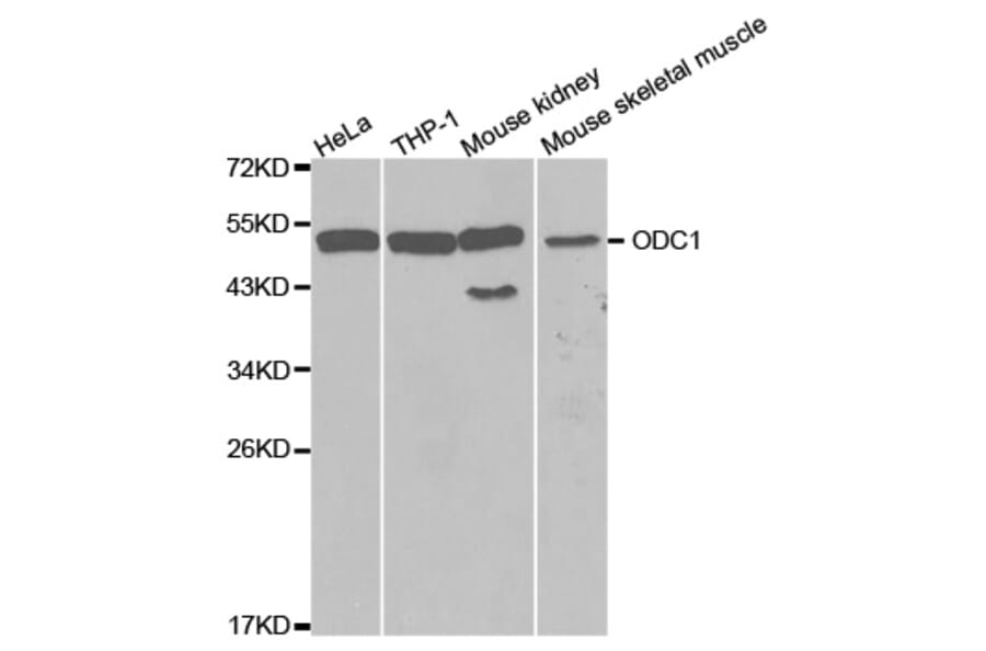 Western blot - ODC1 Antibody from Signalway Antibody (32515) - Antibodies.com