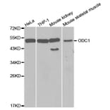 Western blot - ODC1 Antibody from Signalway Antibody (32515) - Antibodies.com