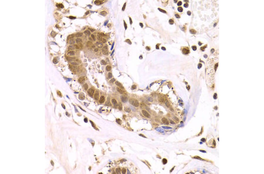 Immunohistochemistry - ODC1 Antibody from Signalway Antibody (32515) - Antibodies.com