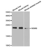 Western blot - MSMB Antibody from Signalway Antibody (32522) - Antibodies.com