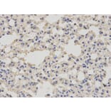 Immunohistochemistry - MSMB Antibody from Signalway Antibody (32522) - Antibodies.com