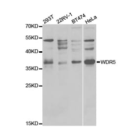 Western blot - WDR5 Antibody from Signalway Antibody (32556) - Antibodies.com