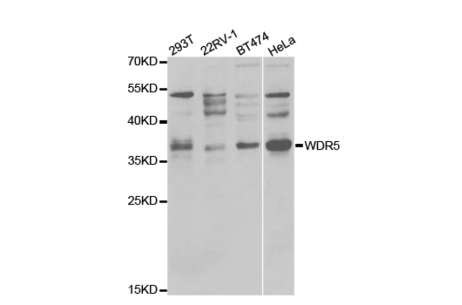 Western blot - WDR5 Antibody from Signalway Antibody (32556) - Antibodies.com