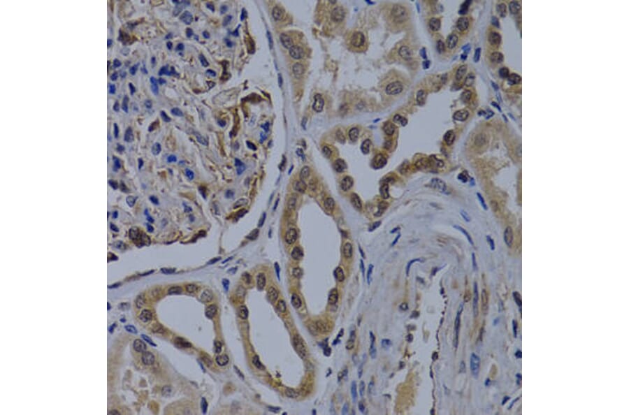 Immunohistochemistry - WDR5 Antibody from Signalway Antibody (32556) - Antibodies.com