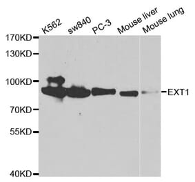 Western blot - EXT1 Antibody from Signalway Antibody (32560) - Antibodies.com