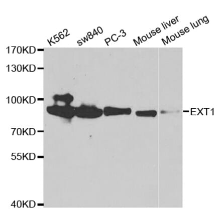 Western blot - EXT1 Antibody from Signalway Antibody (32560) - Antibodies.com