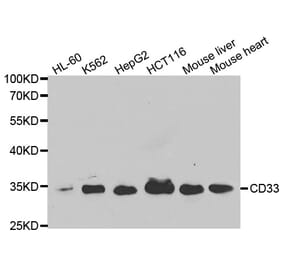 Western blot - CD33 Antibody from Signalway Antibody (32577) - Antibodies.com