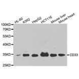 Western blot - CD33 Antibody from Signalway Antibody (32577) - Antibodies.com
