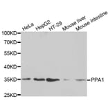 Western blot - PPA1 Antibody from Signalway Antibody (32601) - Antibodies.com