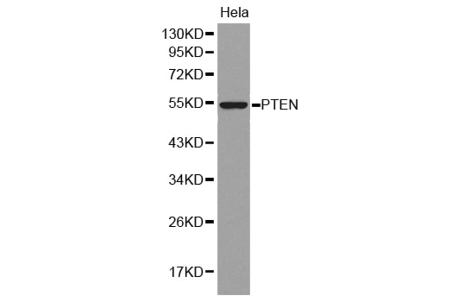 Western blot - PTEN Antibody from Signalway Antibody (32606) - Antibodies.com