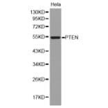 Western blot - PTEN Antibody from Signalway Antibody (32606) - Antibodies.com