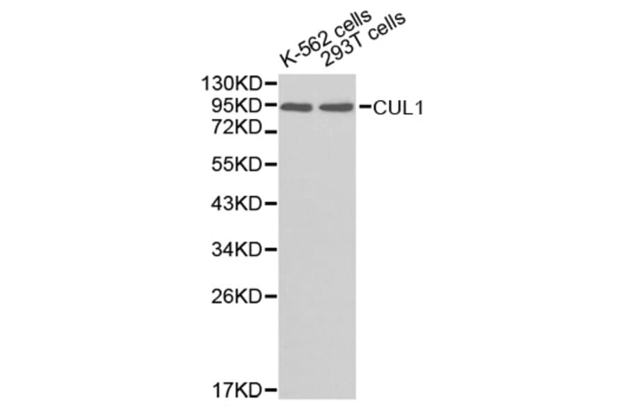 Western blot - CUL1 Antibody from Signalway Antibody (32618) - Antibodies.com