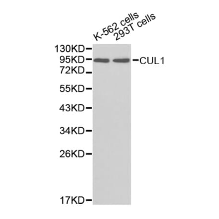 Western blot - CUL1 Antibody from Signalway Antibody (32618) - Antibodies.com