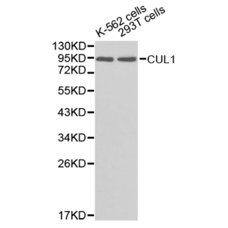 Western blot - CUL1 Antibody from Signalway Antibody (32618) - Antibodies.com