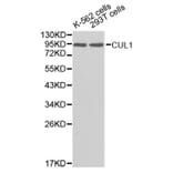 Western blot - CUL1 Antibody from Signalway Antibody (32618) - Antibodies.com