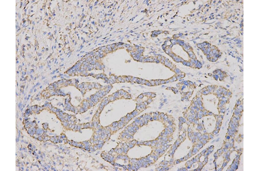 Immunohistochemistry - CUL1 Antibody from Signalway Antibody (32618) - Antibodies.com